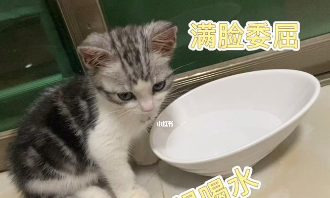 解决冬天猫不爱喝水的方法（关爱宠物健康，有效促进猫咪水分摄入）