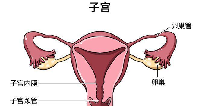 女生月经期是否可以进行性行为？（探讨女性月经期间性行为的影响与注意事项）