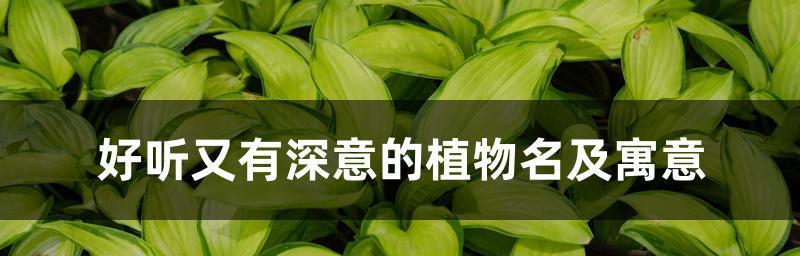 如何取一个好听的孩子名字（探讨名字取舍的关键因素与技巧）