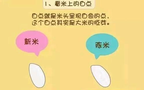 新米与陈米的口感比较（探究新米和陈米的质地、口感以及烹饪特点）