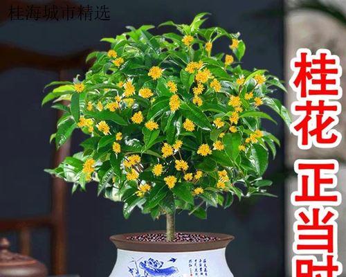 盆栽桂花树的养护技巧（打造迷人盆景，享受桂花的美丽香气）