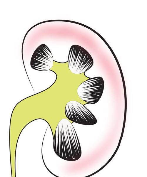 男性肾功能保养秘籍（关爱肾脏，守护男性健康）