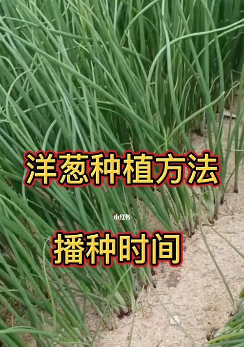 花盆洋葱的种植方法及技巧（在家种植洋葱，绿色生活从花盆开始）