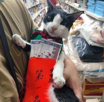 猫咪追不上跑步机怎么办（让猫咪享受有趣的锻炼时刻）