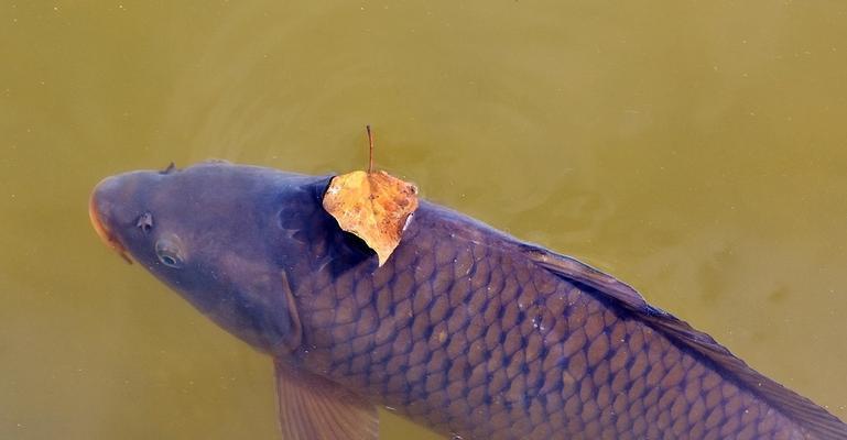 钓鲤鱼如何调漂（钓鲤鱼调漂技巧大全）