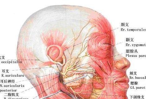 面瘫是什么引起的（病理性面瘫的常见因和康复方式）