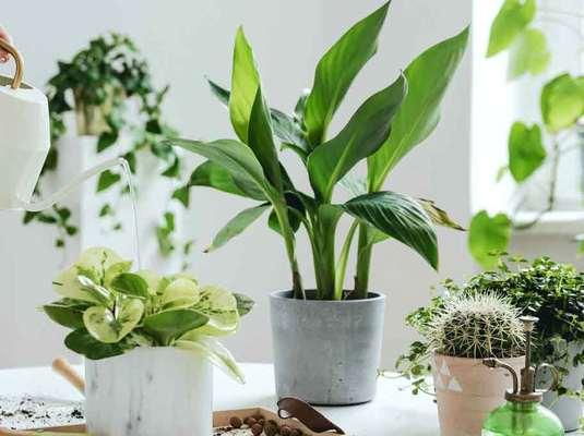 甲醛检测室内绿植推荐（15种绿植帮你轻松除甲醛）