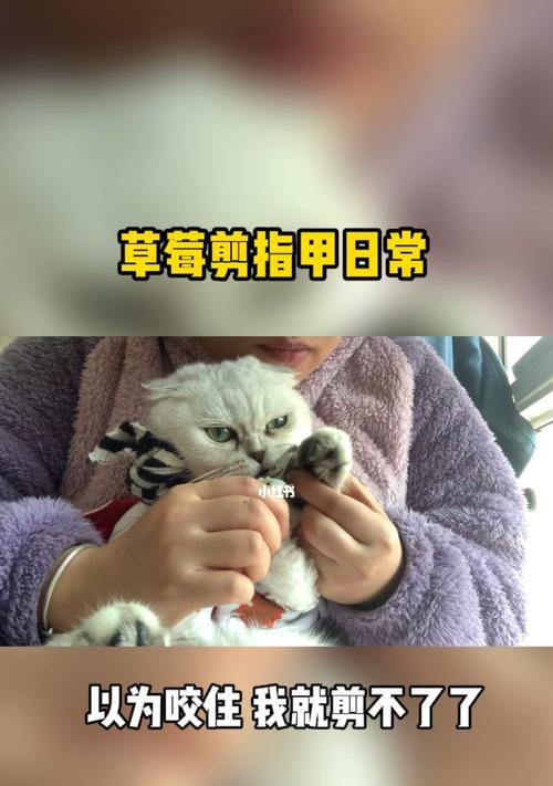 如何让猫自愿剪指甲（实用技巧帮助你与猫咪共同完成指甲修剪任务）